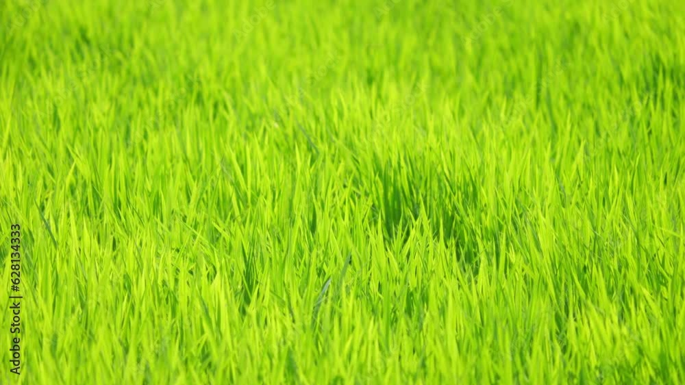 Rice swaying in the wind, rice fields in summer, agriculture Rice swaying in the wind, rice fields in summer, agriculture