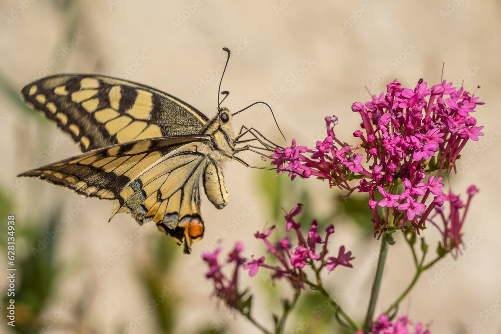 Obraz premium machaon gathering valerian (centranthus) flowers in front of a sunny wall