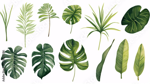 Different tropical leaves isolated on white background