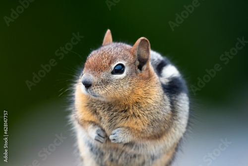 Closeup of a Golden-mantled Ground Squirrel begging for food with dark background.