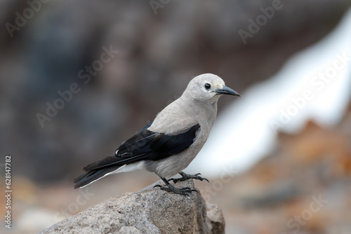 A Clark s Nutcracker  standing on a rock in its natural habitat.