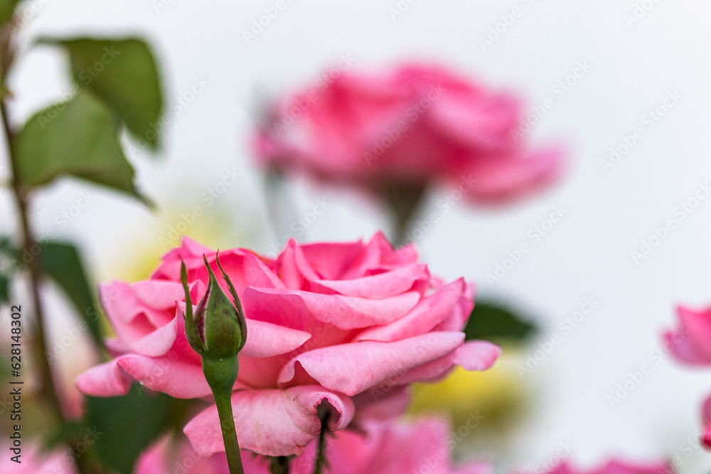View of pink roses on the garden View of pink roses on the garden