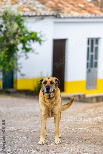 Curious dog on a small interior village