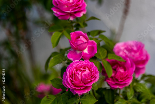 Pink Cabbage rose variety photo