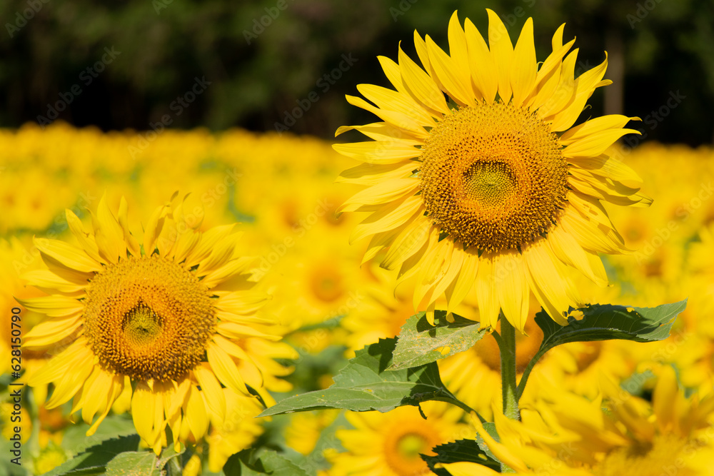 Obraz premium Beautiful yellow color sunflower in the agriculture farm background