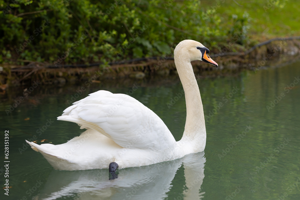 Lonely white swan floating on the calm surface of the lake water. Back view