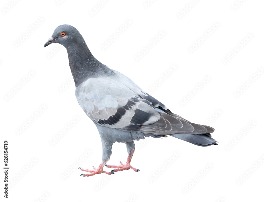 Fototapeta premium Single wild pigeon standing isolated on white background with clipping path