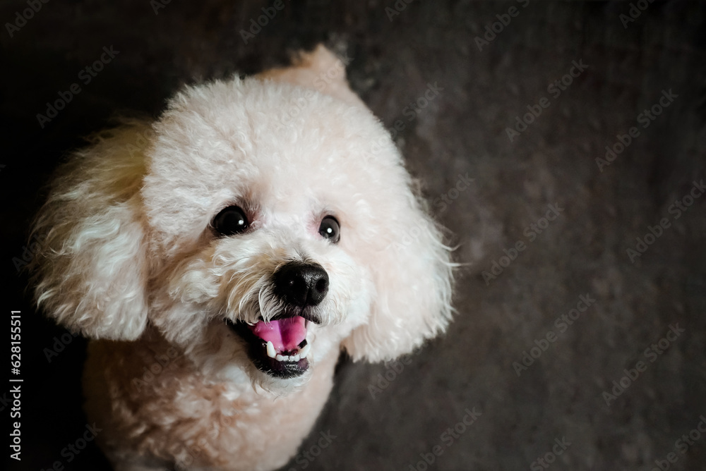 white poodle and gray calico cat close-up portrait photography in studio white poodle and gray calico cat close-up portrait photography in studio