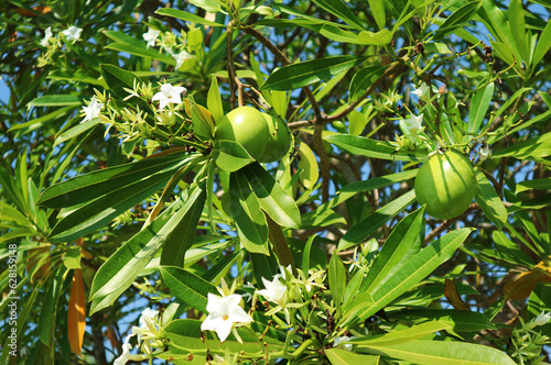 Closeup of Pong Pong tree' s fruits and flowers, a highly toxic plant grown widely as house shade trees photo