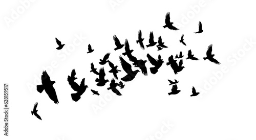 Flying birds silhouette flock. Vector illustration