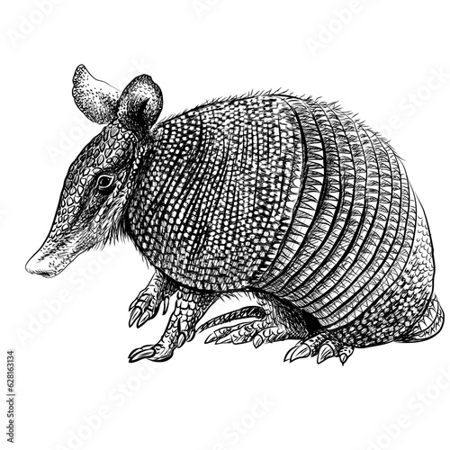 Nine-banded armadillo. Graphic portrait of Nine-banded armadillo in sketch style on a white background. Digital vector graphics