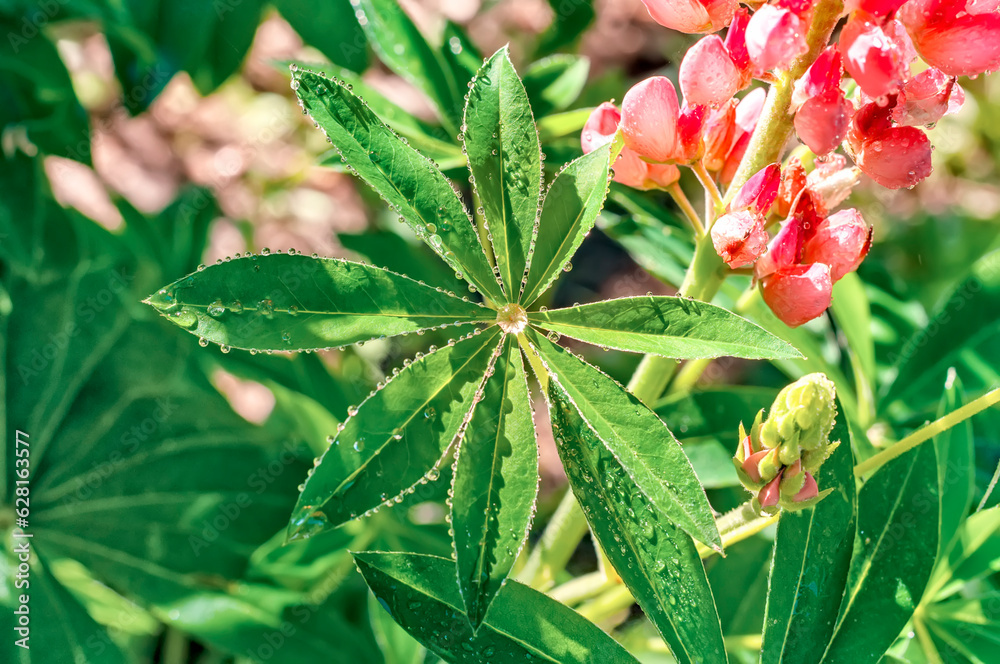 foliage and flowers of lupine in drops after rain in sunlight.
lupine, foliage and flowers of lupine in drops after rain in sunlight.
lupine,