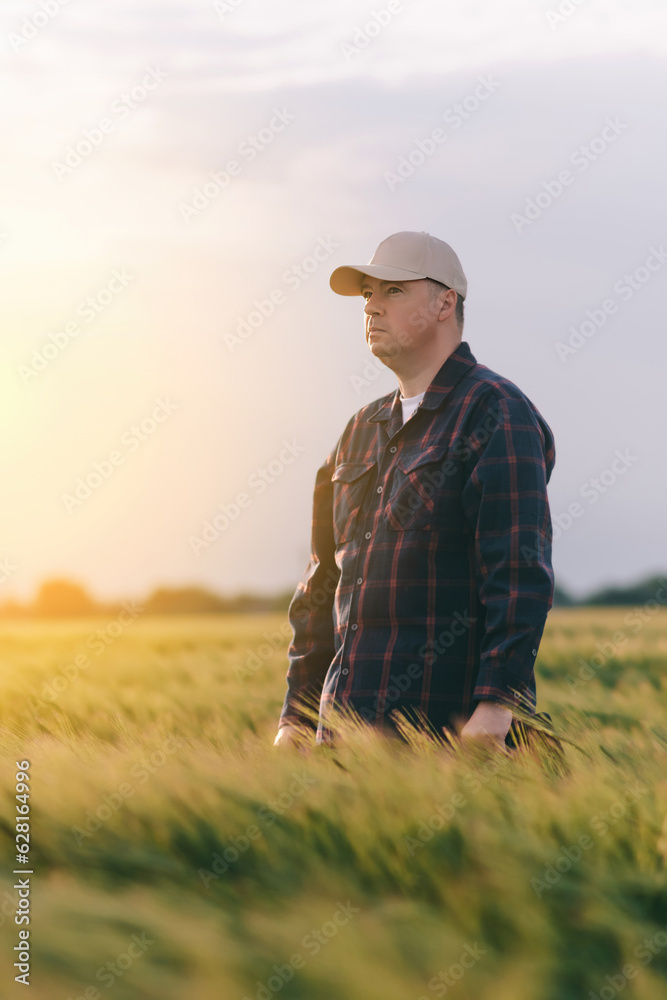 Checking the yield of grain crops at sunset. Man conducts experiments in field conditions. Checking the yield of grain crops at sunset. Man conducts experiments in field conditions.