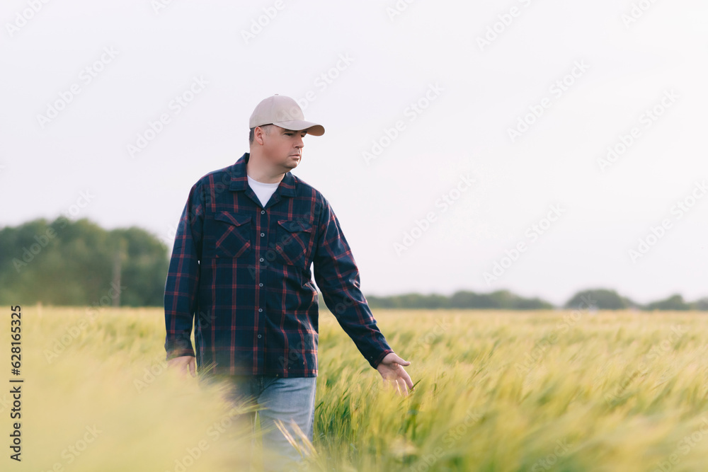Checking the yield of grain crops at sunset. Man conducts experiments in field conditions. Checking the yield of grain crops at sunset. Man conducts experiments in field conditions.