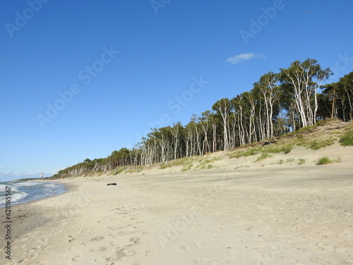 Billede på lærred trees on the beach of the curonian spit in russia