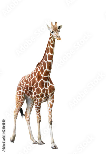 Photography キリン