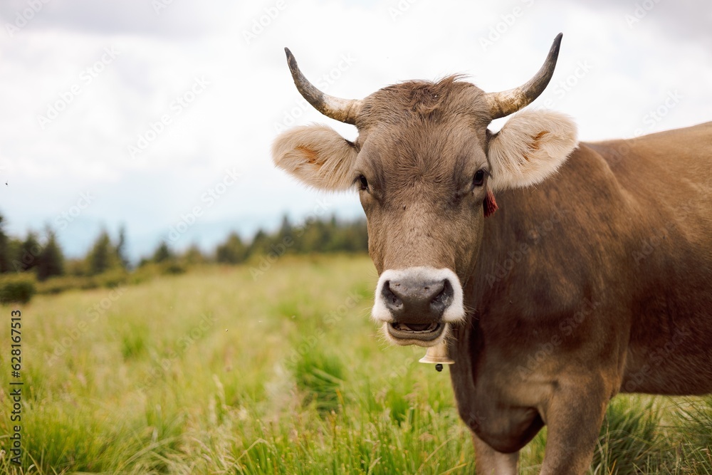 portrait of a mountain village cow