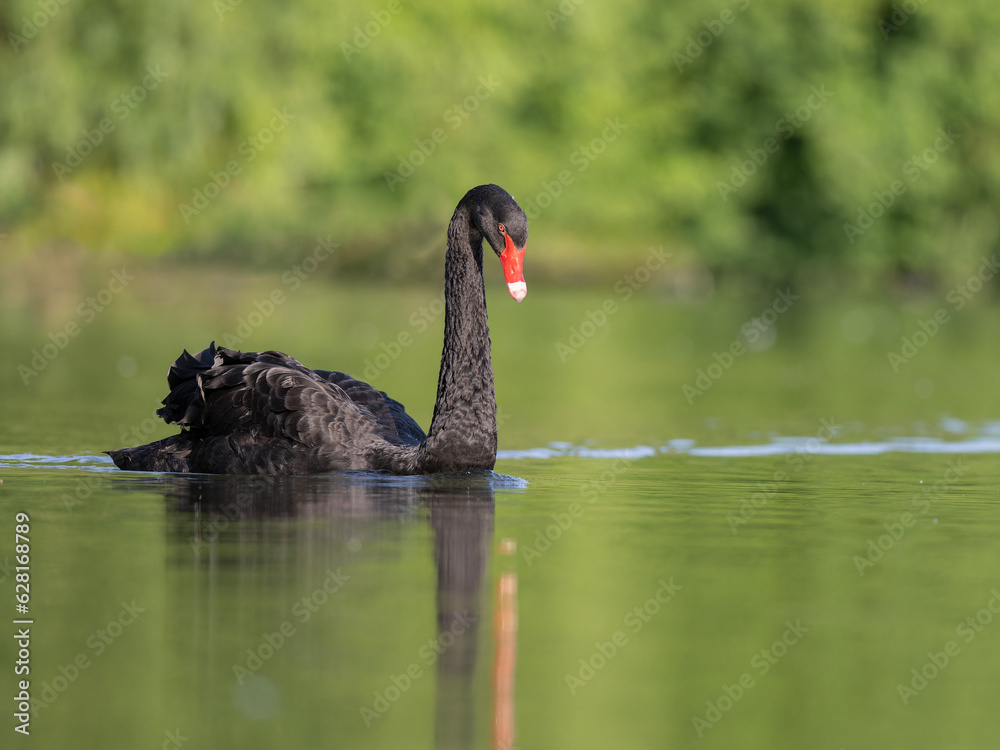 Obraz premium Black swan landscape view