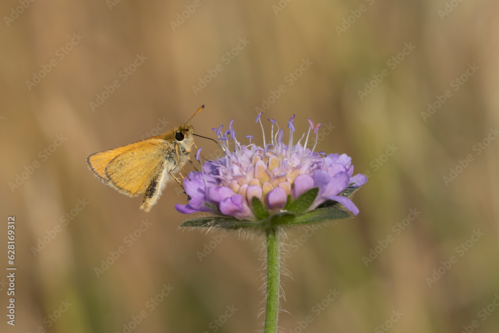Naklejka premium Dickkopffalter 