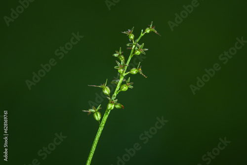 Neottia cordata - Listera cordata - the lesser twayblade or heartleaf twayblade, is an orchid. photo