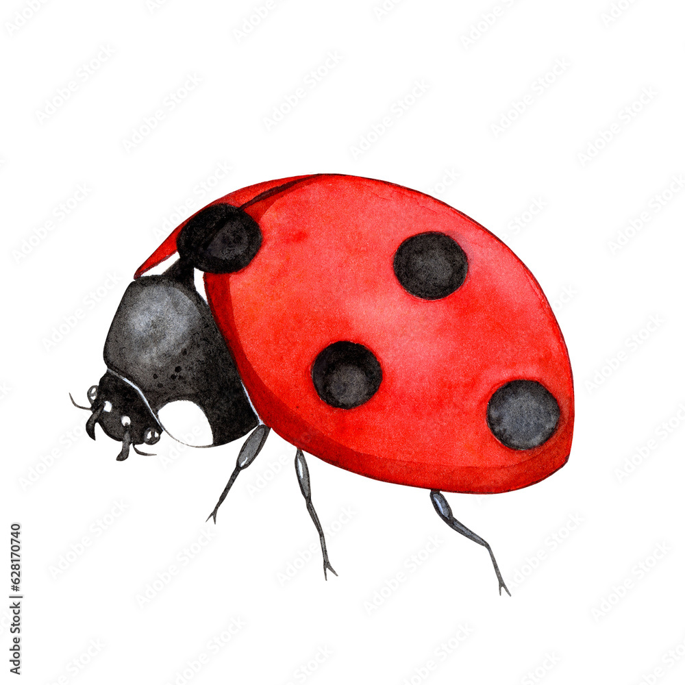 Obraz premium ladybug watercolor