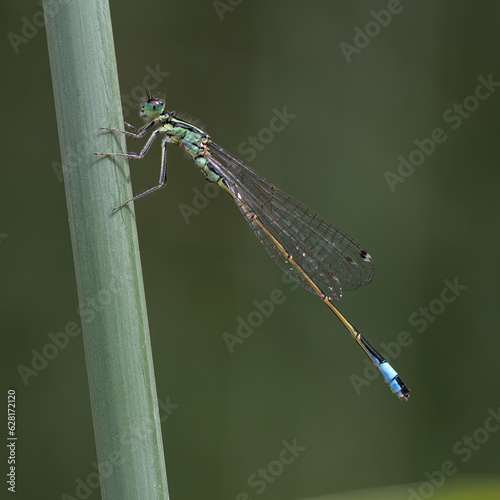 Grosse Pechlibelle (Ischnura elegans)