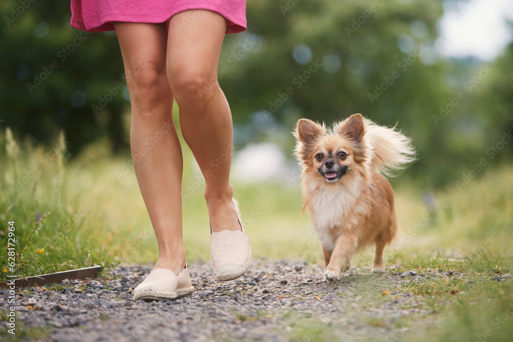 Woman on with dog in public park. Selective focus on happy chihuahua while walking with his pet owner. . Woman on with dog in public park. Selective focus on happy chihuahua while walking with his pet owner. .
