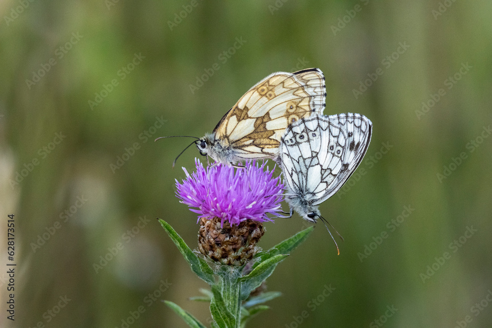 Obraz premium Schachbrett oder auch Damenbrett (Melanargia galathea)