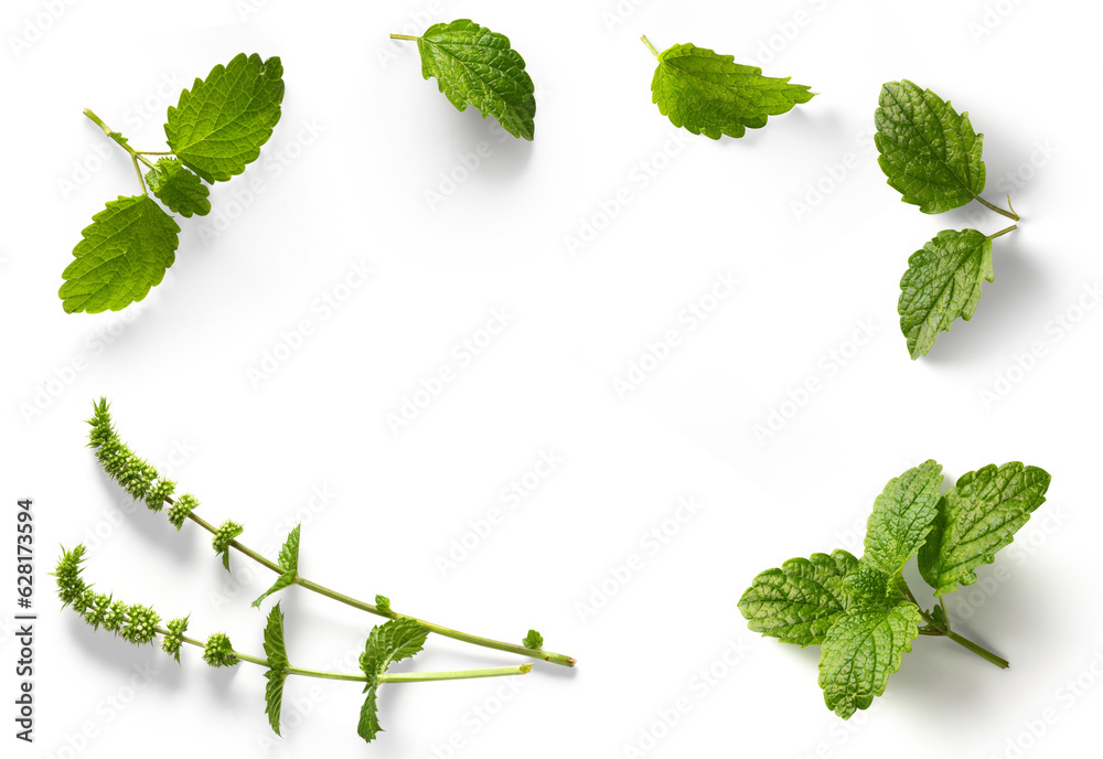 frame / border  fresh mint leaves collection with real transparent shadow isolated on transparent background; png design element - obrazy, fototapety, plakaty 
