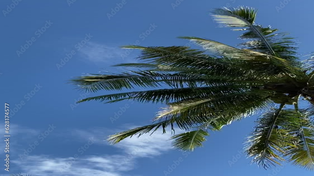 Coconut tree swaying in the wind and beautiful blue sky in the background. Concept about relaxation, tropical climate. Coconut tree swaying in the wind and beautiful blue sky in the background. Concept about relaxation, tropical climate.