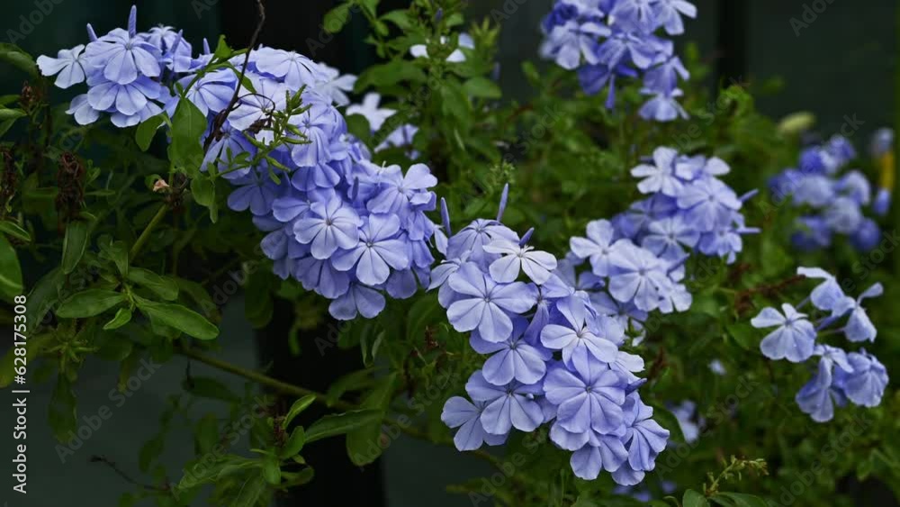 Plumbago auriculata (Cape Leadwort) flowers blooming in the garden and blowing by the wind. Plumbago auriculata (Cape Leadwort) flowers blooming in the garden and blowing by the wind.