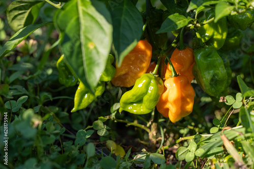 A cluster of green and orange habanero peppers ripening on the chili plant in a garden