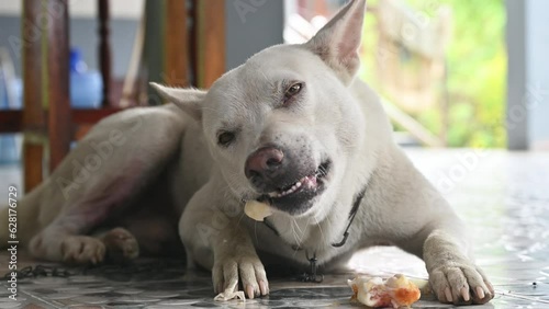 Domestic dog gnawing a chewing bone. Chewing on bones or bully sticks helps to encourage their teeth to develop. photo