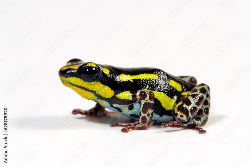 Fototapeta premium Poison dart frog // Pfeilgiftfrosch, Baumsteigerfrosch (Ranitomeya flavovittata) - Peru