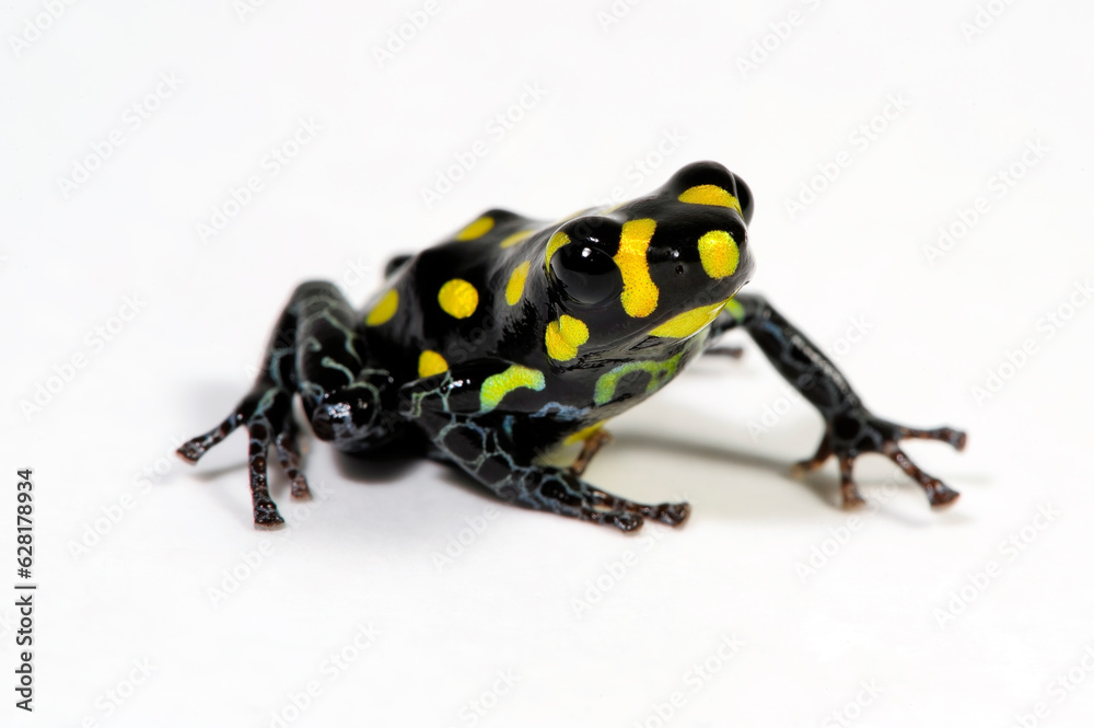 Obraz premium Poison dart frog // Pfeilgiftfrosch, Baumsteigerfrosch (Ranitomeya flavovittata) - Peru
