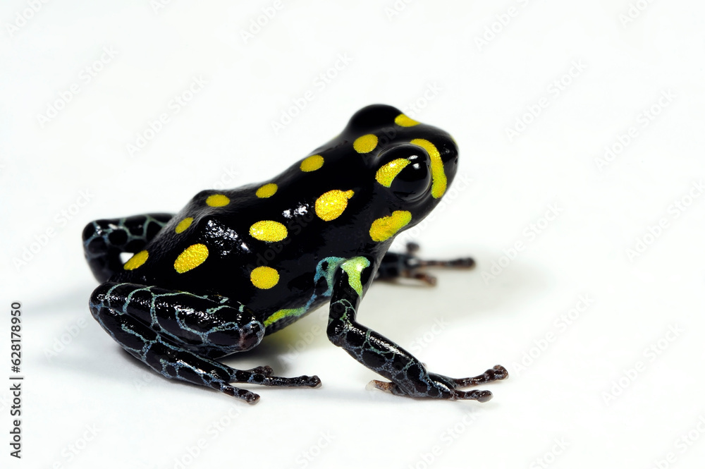 Fototapeta premium Poison dart frog // Pfeilgiftfrosch, Baumsteigerfrosch (Ranitomeya flavovittata) - Peru