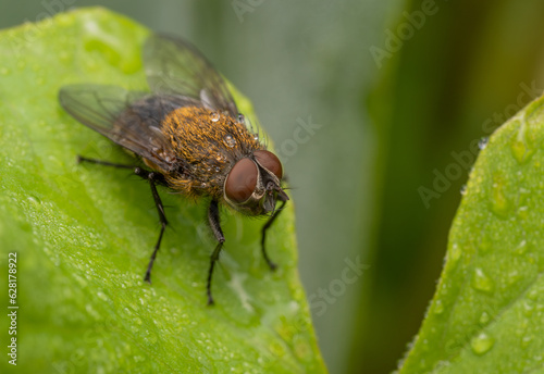 selected focus extreme close up macro of a house fly on a green leaf with dew drops