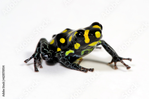 Poison dart frog // Pfeilgiftfrosch, Baumsteigerfrosch (Ranitomeya flavovittata) - Peru