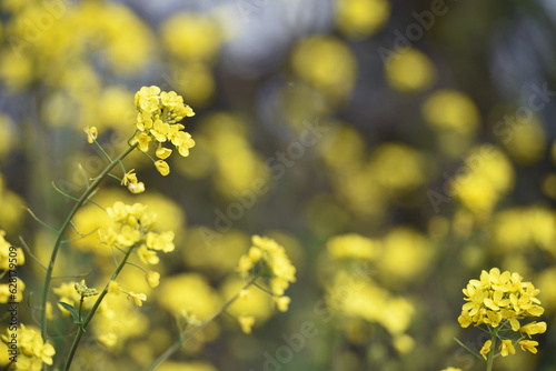 Rapeseed. Brassica napus. are blooming in sunny summer day. yellow flower, isolated on blurred natural background. agriculture, in Europe or Asia. floral background, close-up. soft focus