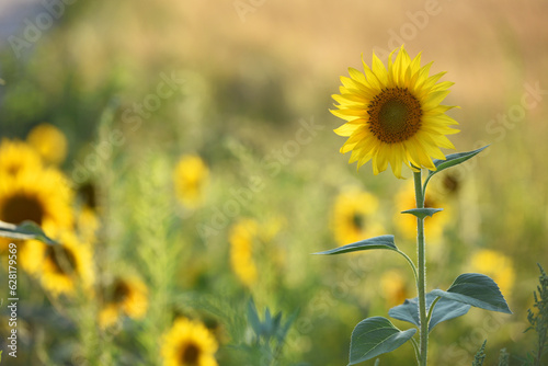 young bright yellow sunflower in the field. flowers of a sunflower in the sunlight. Yellow flowers on a farm field. Agriculture concept  organic products  good harvest. Growing seeds  oil.