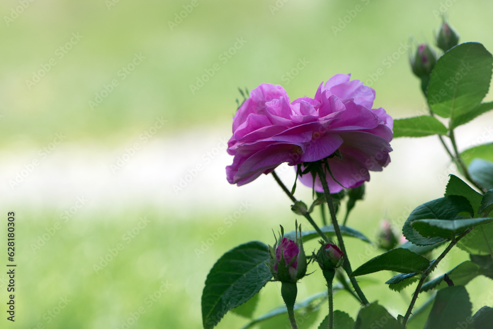 pink rose flower background. Red roses on a bush in the garden, close-up. delicate pink rose flower with green leaves. Red Rose Magic. beauty in the garden. concept of romance, gift pink rose flower background. Red roses on a bush in the garden, close-up. delicate pink rose flower with green leaves. Red Rose Magic. beauty in the garden. concept of romance, gift