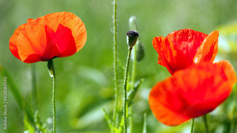 Obraz premium red poppy on a green background. big beautiful poppy flower on a blurred background, green and red, floral design, nature close-up, bokeh. flowers of europe, narcotic