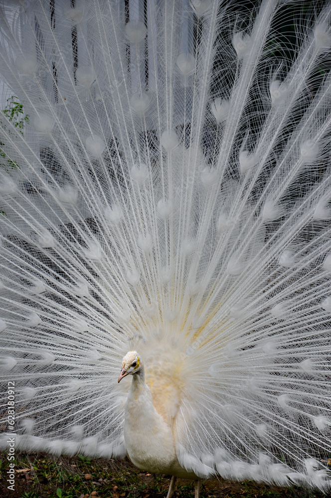Beautiful white male peacock in breeding plumage.