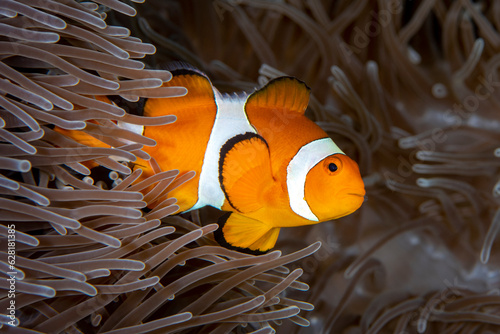 Amazing underwater world - Western Anemonefish - Amphiprion ocellaris. Nemo fish in anemone house. Tulamben, Bali, Indonesia.	