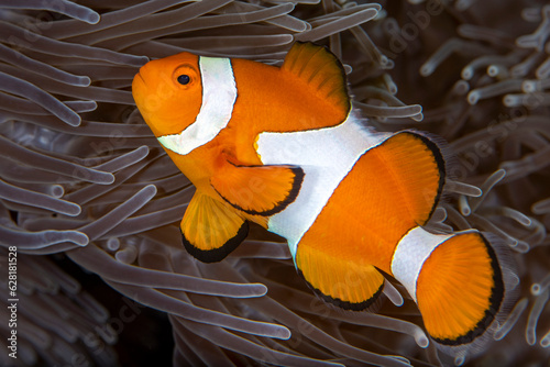 Amazing underwater world - Western Anemonefish - Amphiprion ocellaris. Nemo fish in anemone house. Tulamben, Bali, Indonesia.	