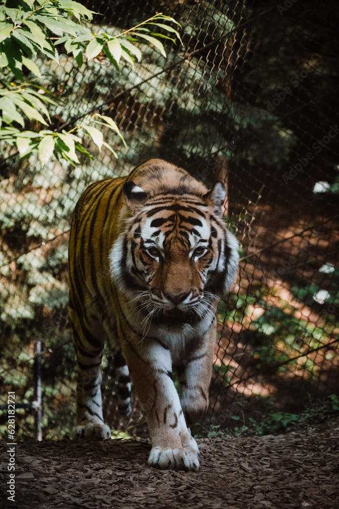 Obraz premium Tiger goes on the attack