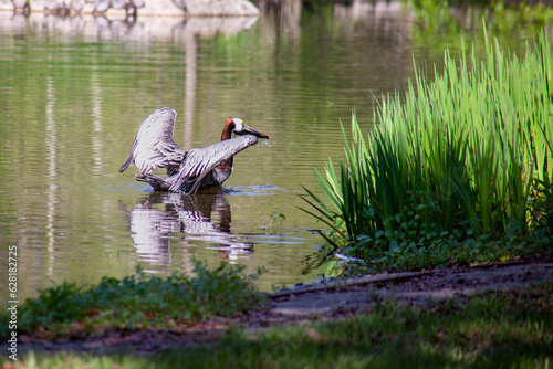 Brown pelican in the wild by a lake.