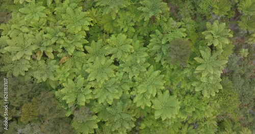 Aerial: Native subtropical forest, Takaka, South Island, New Zealand photo