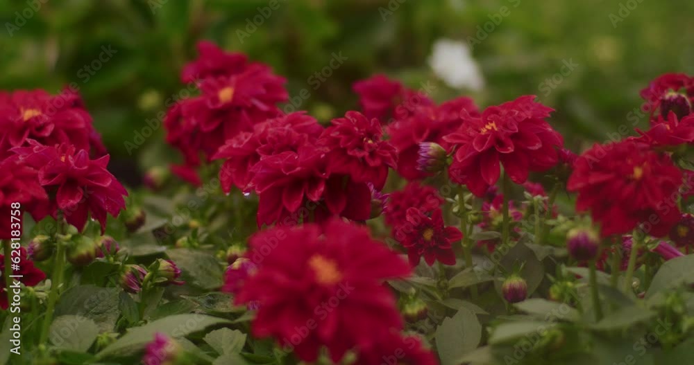 Water Sprinkling On Flowers At Greenhouse. Water Sprinkling On Flowers At Greenhouse.