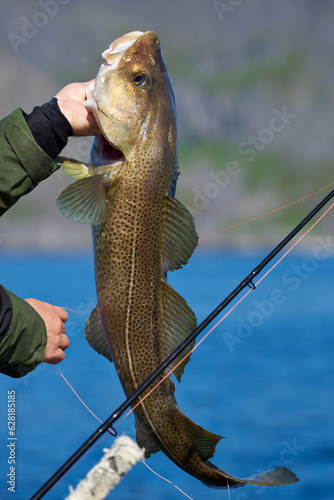 Фотография A sports fisherman holding an unharmed Atlantic cod before releasing it back to Barents Sea on summer evening in Finnmark, Norway